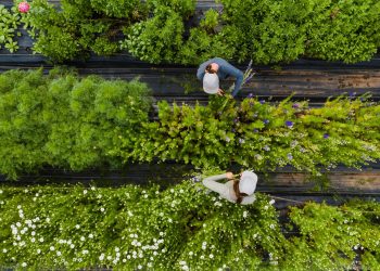 Mecanização agrícola